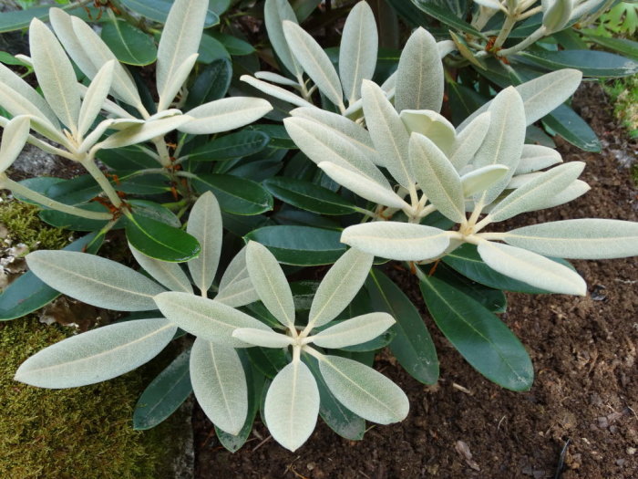 Rhododendron med silverfärgat indument på nytillväxt och mörkgröna blad i trädgårdsmiljö.