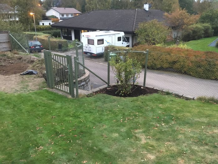 Nyplanterad vinbärsbuske i hörnet av en trädgård med hus och husbil i bakgrunden.