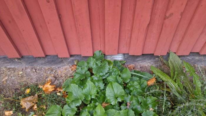 Röd träfasad möter grundmur med synligt fuktskada, omgiven av växtlighet och löv.