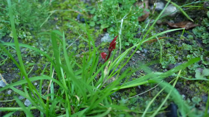 Närbild på en parkslideplanta med röda blad som växer bland grönt gräs och mossa.