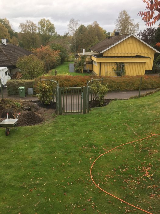 Trädgård med nyflyttad buske, gräsmatta, skottkärra och gult hus i bakgrunden.