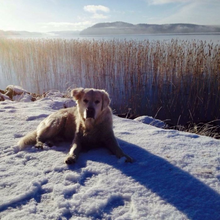 Hund ligger på snötäckt mark vid en sjö med vass och vintersol i bakgrunden.