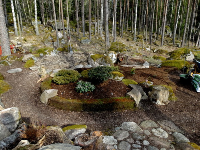 Nyplanterad surjordsväxtsäng i skogsmiljö med torvjordsblandning, stenar och stubbar.