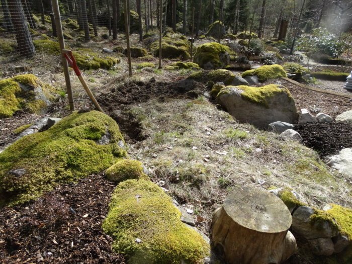 Skogsområde under bearbetning med en spade, mossa på stenar, stubbe, och jord som grävts upp.