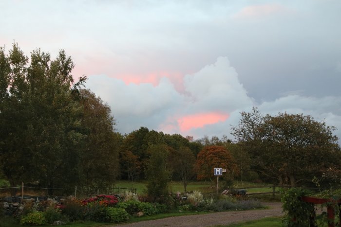 Trädgårdsutsikt mot öster med rosa färgade moln vid solnedgång, gröna träd och en blomsterbädd.