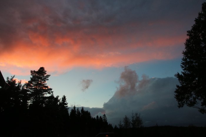 Solnedgång med rosa moln och silhuett av träd mot en mörknande himmel.