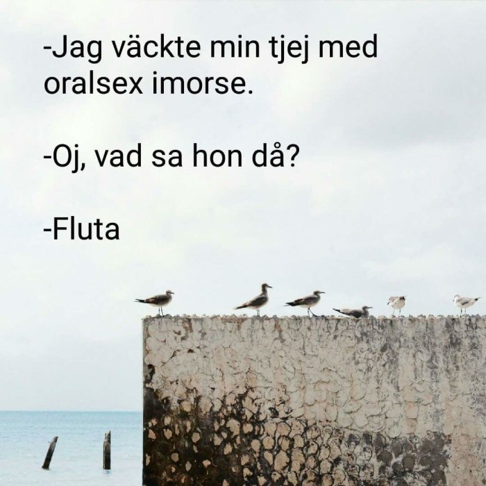 Fåglar sittandes på mur vid havet med textskämt om oralsex.