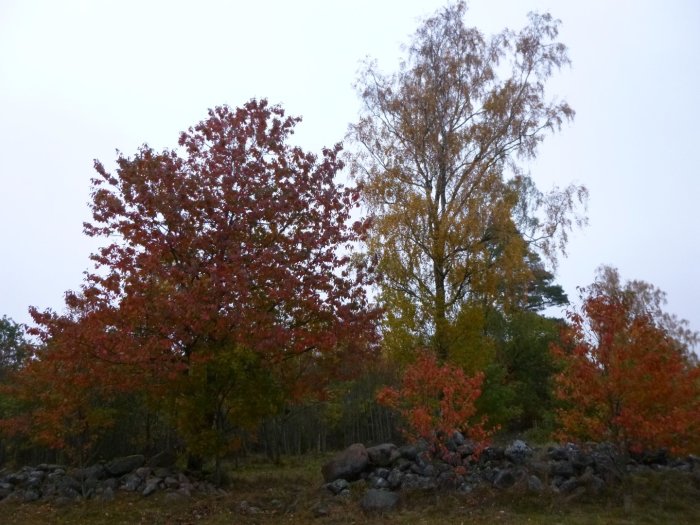 Tre vildsådda körsbärsträd i röda höstfärger och en hängbjörk under en grå himmel.