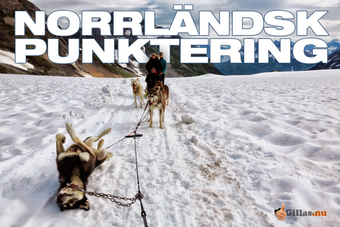 Hundspann med fyra hundar i snötäckt landskap, en hund rullar sig i snön, text "NORRLÄNDSK PUNKTERING".