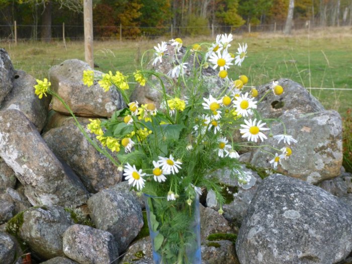 Bukett med vita prästkragar och gula blommor framför en stenmur ute i naturen.