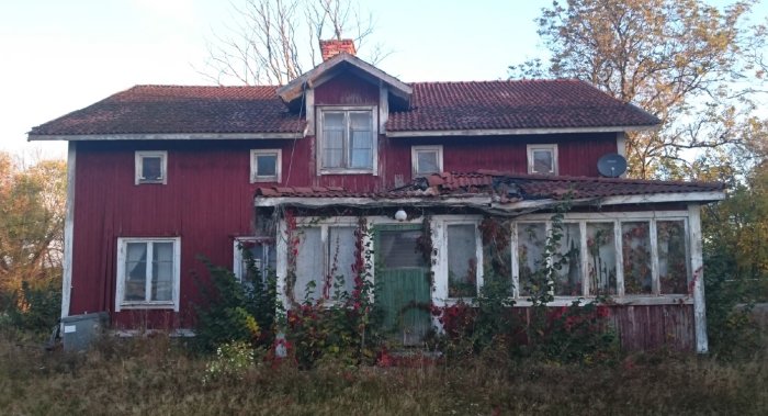 Gamla rödfärgade huset med skadat tak och igenvuxen fasad.