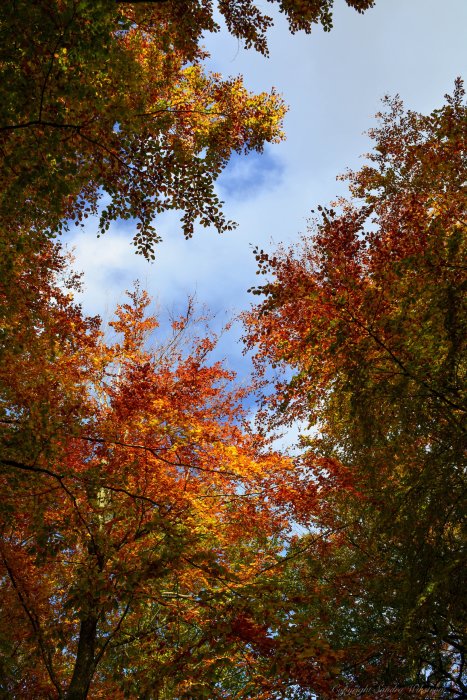 Höstlöv i orange och rött mot en blå himmel sett genom trädtopparna.