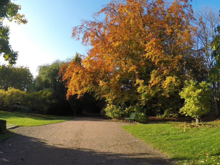 Höstbild på en park med färgglada lövträd, en gångväg och en bänk i soligt väder.