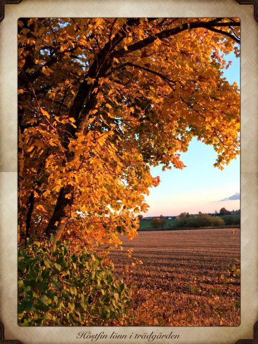 Höstfärgad lönn i kvällsljus med öppet fält i bakgrunden.