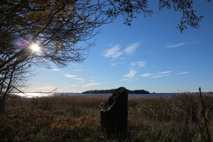 Solig vy över ett fält med högt gräs på Blidö, sten i förgrunden och trädgrenar ovanför.