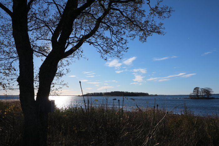 Vy över havet från Blidö med silhuett av träd, buskar i förgrunden och ljus himmel.