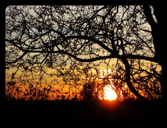 Solnedgång sedd genom silhuetten av greniga, kala träd mot en färggrann himmel.