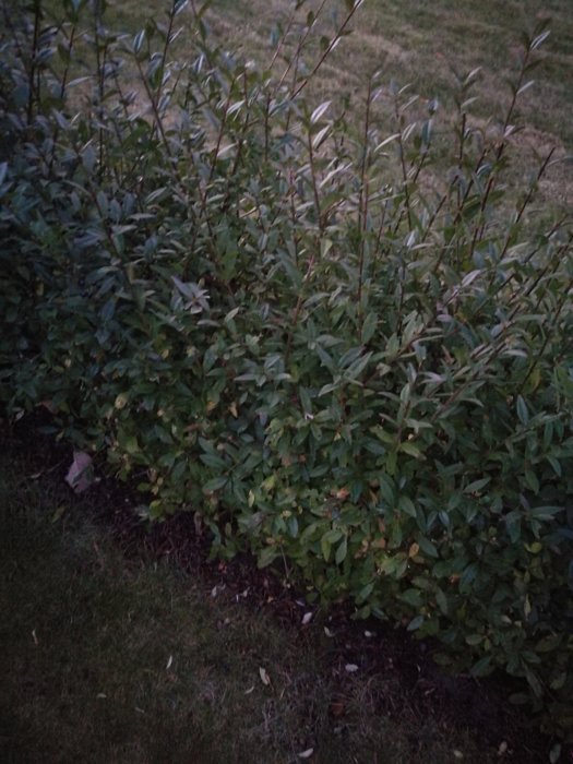 Grön buskig häck i trädgård med vissa glesa och gulnande blad vid skymningen.