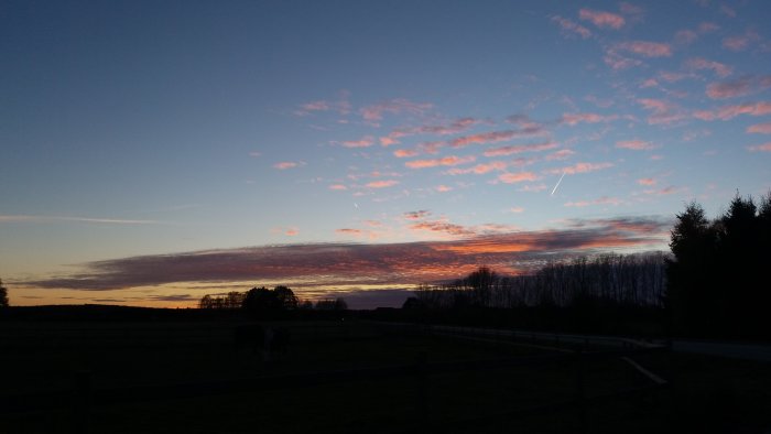 Solnedgång med rosa moln på himlen över en hästhage med silhuetter av träd.