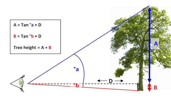 Diagram som visar hur man använder en klinometer för att mäta ett träds höjd med hjälp av trigonometri.