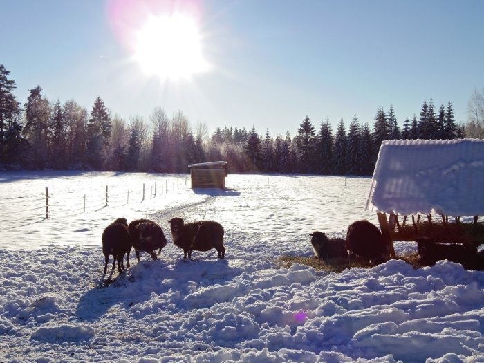 Flock får som betar i ett snötäckt landskap med skog i bakgrunden och solig himmel.