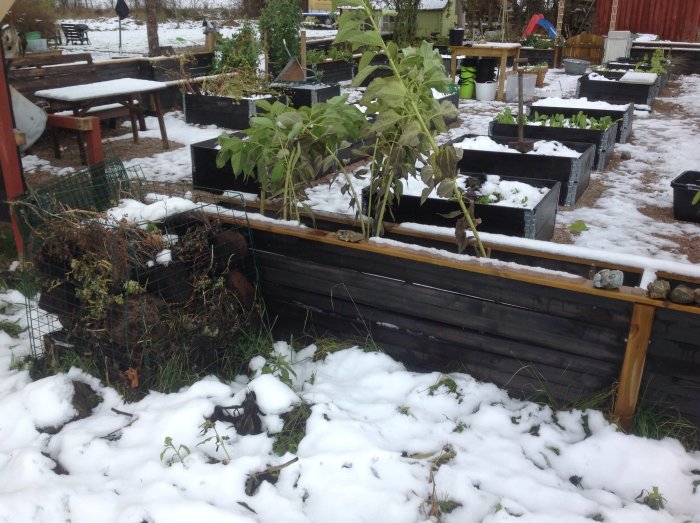 Trädgårdsland med vissna jordärtskockor i snötäckt odling.