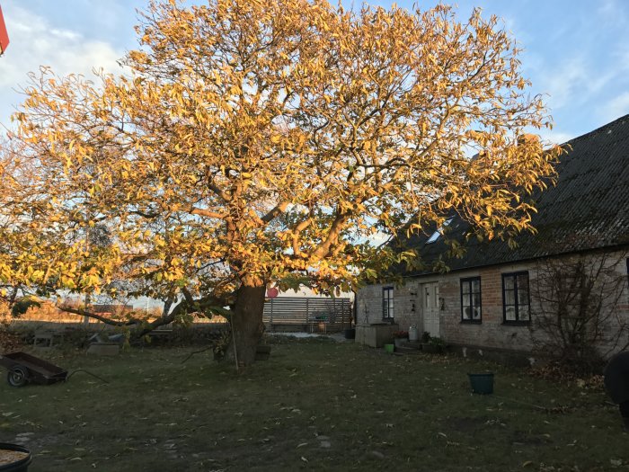 Imponerande Castanea sativa (äkta kastanj) med gulnande löv framför ett stenhus, skymtar äldre byggnad och trädgårdstillbehör.