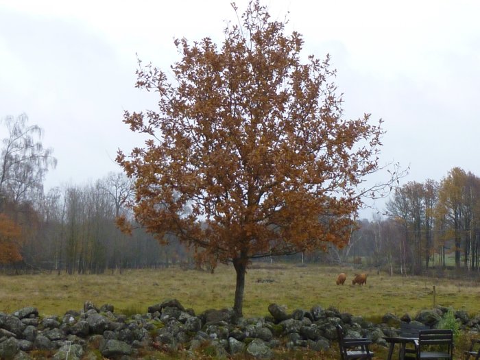 Ek i förgrunden med orange löv och två Limousin-kossor i bakgrunden under en gråmulen himmel.