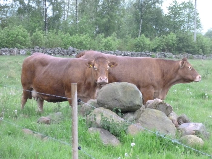 Två kor står på en äng omgiven av stenmur och träd, bakom ett elektriskt stängsel.