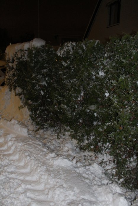 Thuja-häck med nedersta delen av stammarna avskalade och snötäckt mark.