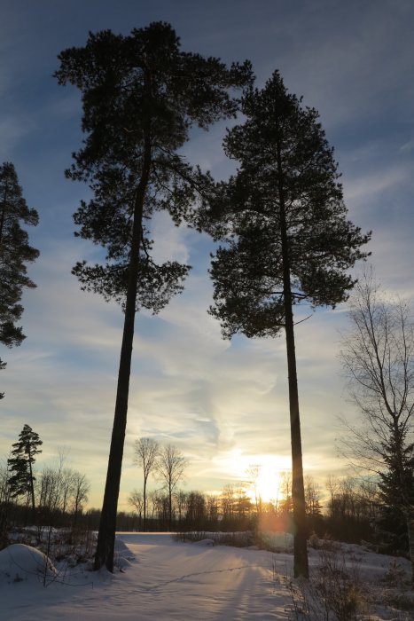 Solnedgång i snötäckt skog med silhuetter av höga barrträd.