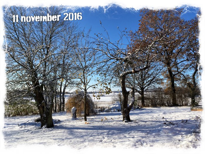 Ljus vinterdag i en trädgård med snötäckta träd och mark, datumet 11 november 2016 synligt.