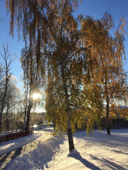 Björkar med höstlöv mot klarblå himmel och vit snötäckt mark.