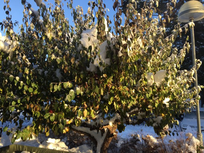 Snötäckt buske med gröna blad mot en klarblå himmel och solsken, med gatlykta i bakgrunden.