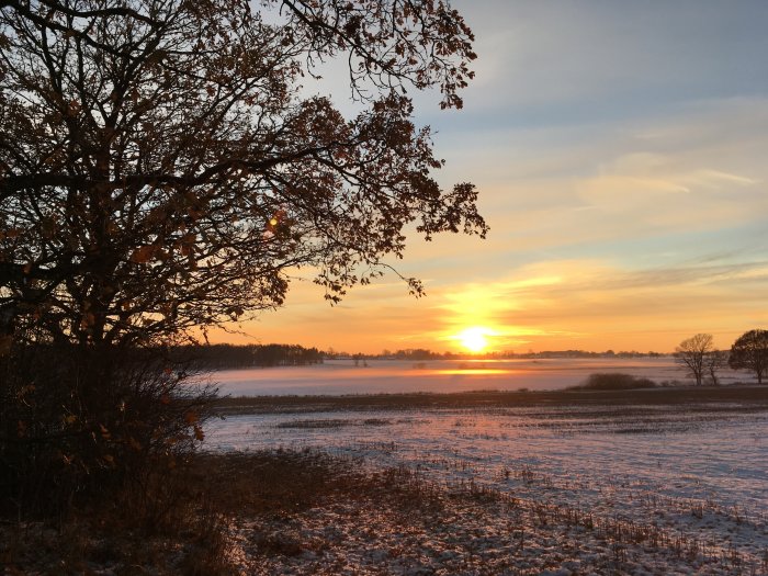 Solnedgång över ett snötäckt fält med träd och dimma vid horisonten.