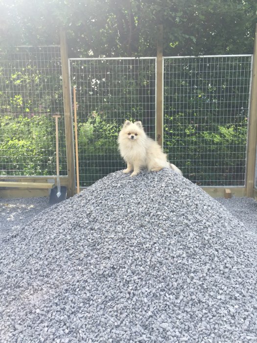 En hund sitter på toppen av en grushög framför ett staket i en trädgård.