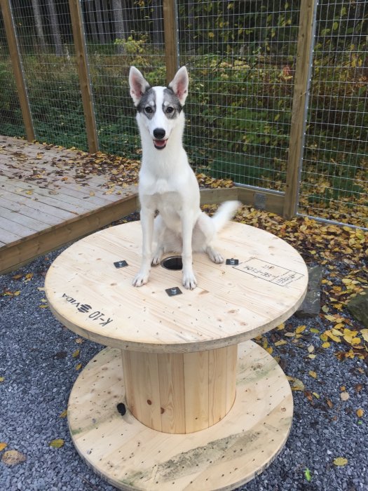 Hund sitter på en hemmagjord kabeltrumma i ett utomhus hundgård med höstlöv på marken.