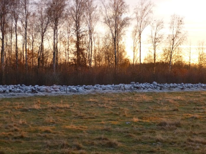 Tinad äng vid solnedgång med frosttäckt stengärdesgård och träd i bakgrunden.