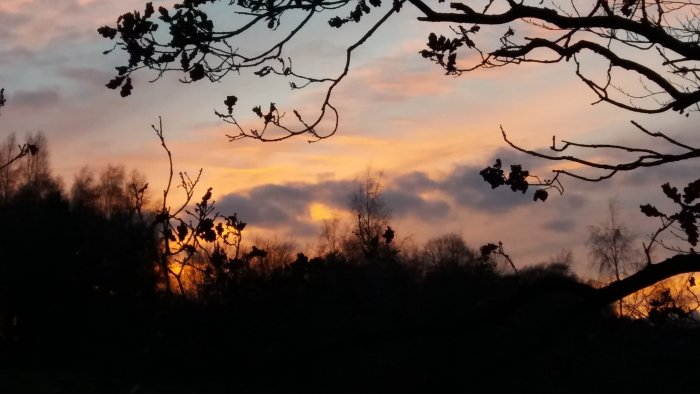 Solnedgång med trädgrenar i silhuett mot färgrik himmel under promenad.