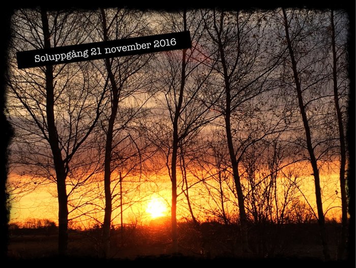 Soluppgång med intensiva orangea och gula nyanser syns genom silhuetter av träd, text "Soluppgång 21 november 2016" överlagt.