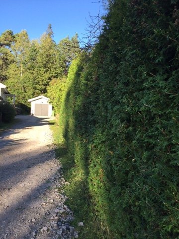 Grusväg längs en hög häck med gradvis höjdskillnad nära ett garage.