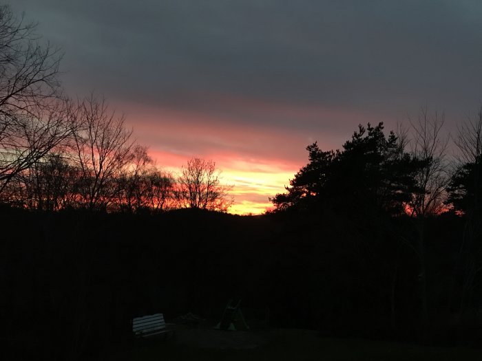 Solnedgång med intensiva rosa och orange färger över silhuetter av träd och en parkbänk.