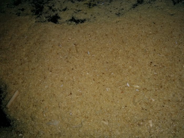 Grovt sand eller sågspån på en ojämn yta, mörka fläckar, eventuella små skräpartiklar, närbild, otydliga detaljer.