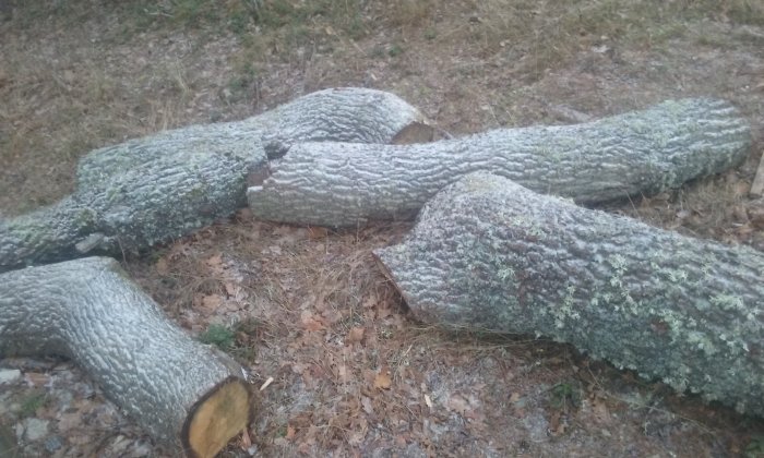 Ekstockar av olika storlekar och längder liggande på marken.