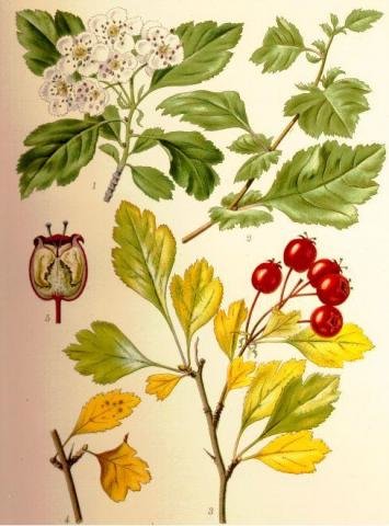 Crataegus_monogyna_hagtorn.jpg