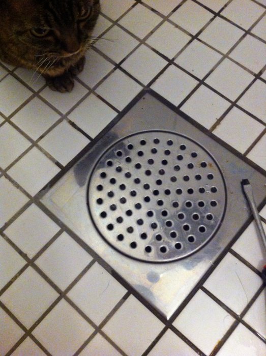Rostfritt golvbrunn i en kaklad dusch med en katt bredvid.