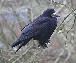 En råka (Corvus frugilegus) som sitter på en gren