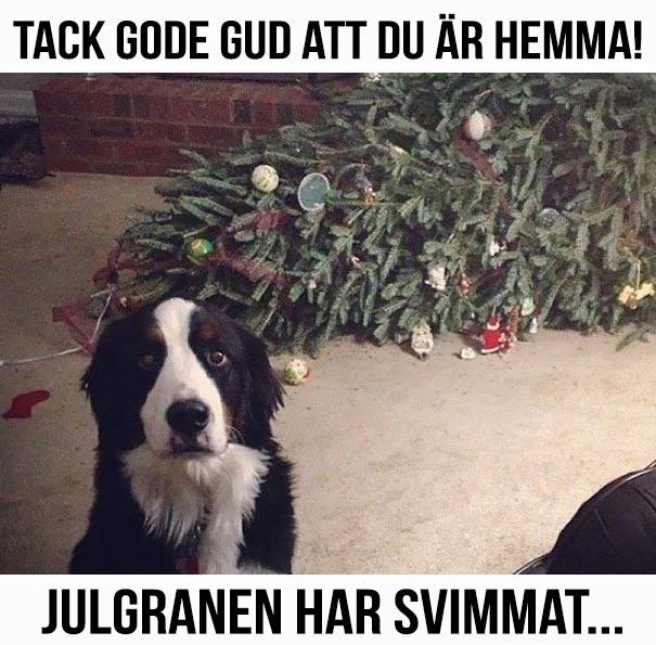 Hund framför omkullfallen julgran med texten "Tack gode Gud att du är hemma! Julgranen har svimmat...