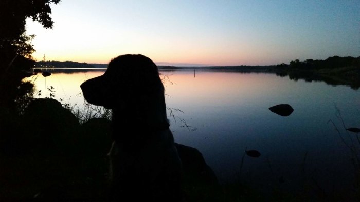 Silhuett av en hund som ser ut över en stilla sjö vid solnedgången på sommaren.