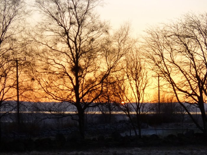 Solnedgång över träd och stenmur med utsikt över Hallandsåsen och Laholmsbukten.